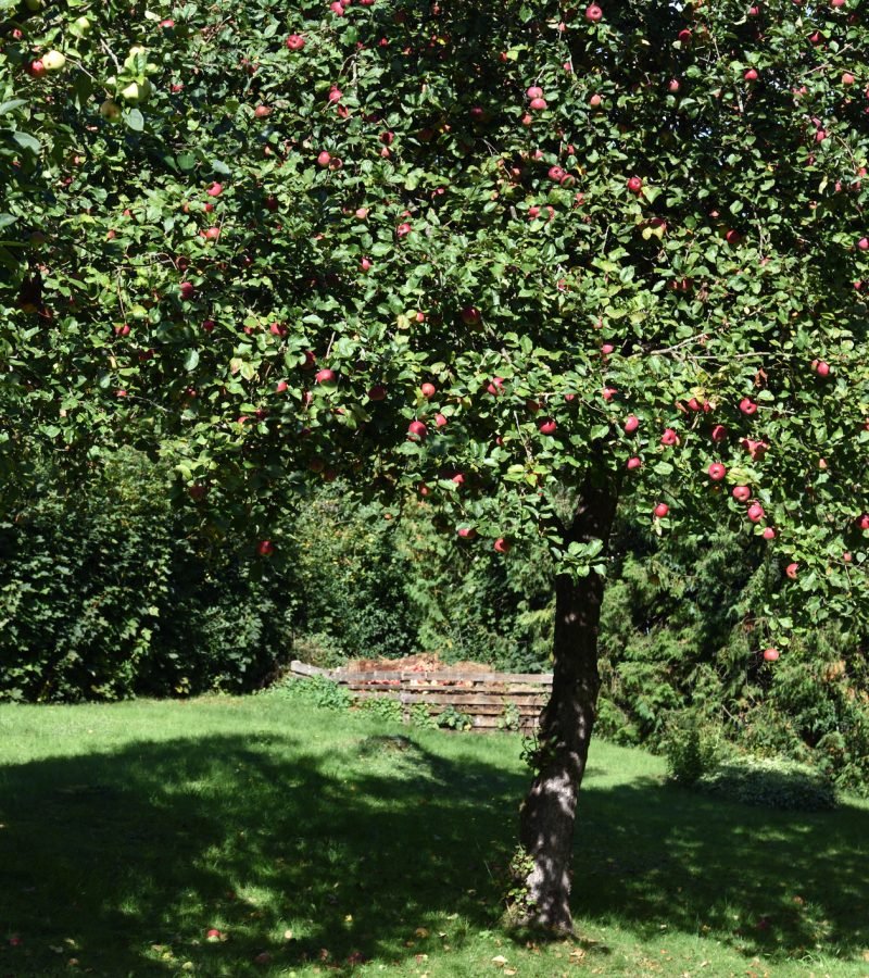 Obstbaumschnitt Baumpflege Heidelberg